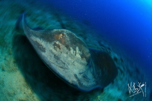Enormous ray in Tenerife by Natasha Maksymenko 